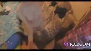 ولد شعر طويل زبومنتصب ومرتبه يعالج بيتريقتهل خاصة