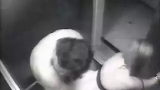 سكس إكس إكس إكس في المصعد: ضرب من الخلف وعصر الثدي