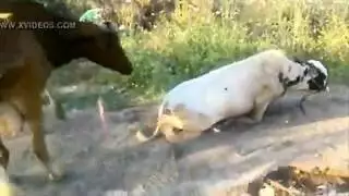 جلسة تزايج أبقار: بقرة خبيرة تدرب عجلًا صغيرًا