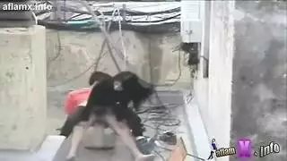 جلسة جنس على السطح: مصري يضرب فرج جارته بعد أن تمصه