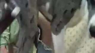 جنس حيواني محرم: اختراق كلبي فيديو إكس إكس إكس