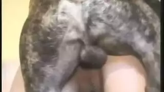 معاشرة حيوانات صريحة: كلب يركب أنثى في مشهد صريح