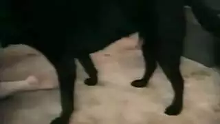 فتاة صغيرة الحجم تأخذه بخشونة