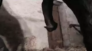 سكس حيواني متوحش: حصان يضرب فرج المرأة المبتل