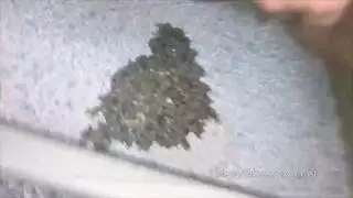 فتاة سمراء تأخذ عدة أعضاء ذكورية من مجموعة رجال قساة