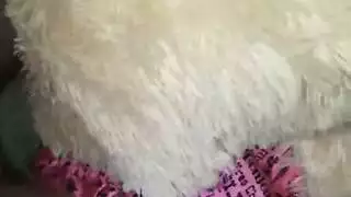 تيدي كبيرة الصدر تُلعق وتُمارس الجنس من قبل عشاق ببنيس أسود ضخم