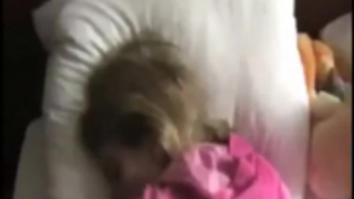 عسل مفلس يفعل ما يحبه وقحة كثيرا واستمتع به كثيرا منذ ذلك الحين.
