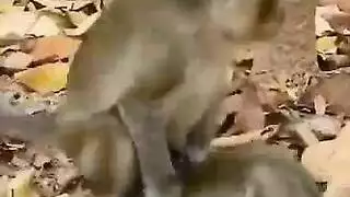 حيوان لطيف فيمدوم يظهر مع وجهها القبيح.