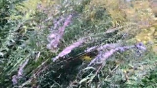 افلام سكس لى ساره جا الجديد من موقع